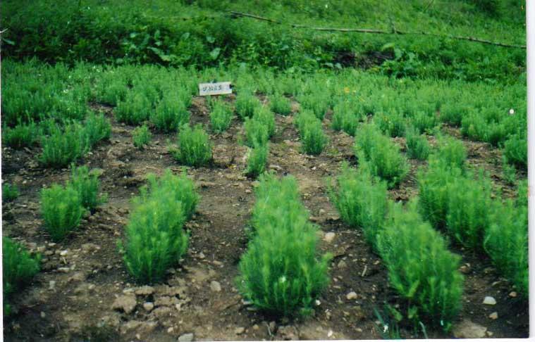 針葉苗木噴施林用惠爾31天后效果